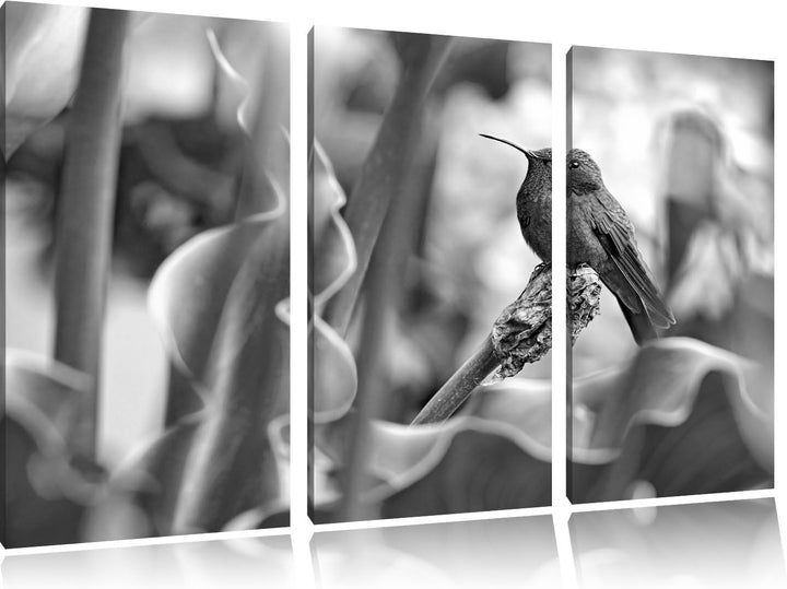 Pixxprint Kolibri in seinem Lebensraum als Leinwandbild/Grösse: 3 Teilig (120x80) / Wandbild/Kunstdr