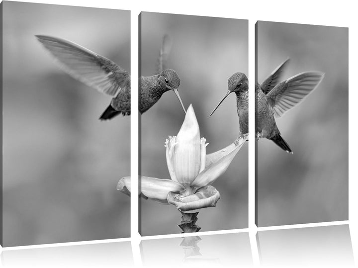 Pixxprint Kolibris in den Tropen / 3-Teilig/Gesamtmass 120cm Leinwandbild bespannt auf Holzrahmen/Wa