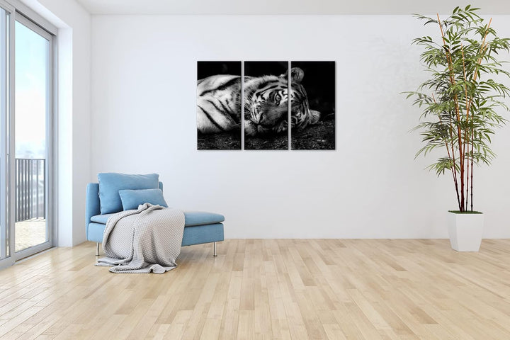 deyoli Tiger in der Ruhephase Format: 3Teilig als Leinwand, Effekt: Schwarz&amp;Weiss, Motiv fertig gera