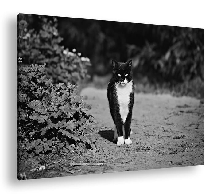 deyoli schwarze Hauskatze Format: 80x60 Effekt: Schwarz&Weiss als Leinwandbild, Motiv fertig gerahmt