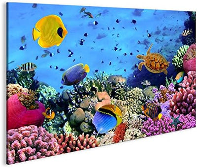 islandburner Bild Bilder auf Leinwand Aquarium Fische Meerwasser Tropische Doktorfische 1p XXL Poste