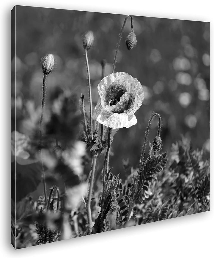 deyoli exotische Mohnblume Format: 60x60 Effekt: Schwarz&Weiss als Leinwandbild, Motiv fertig gerahm