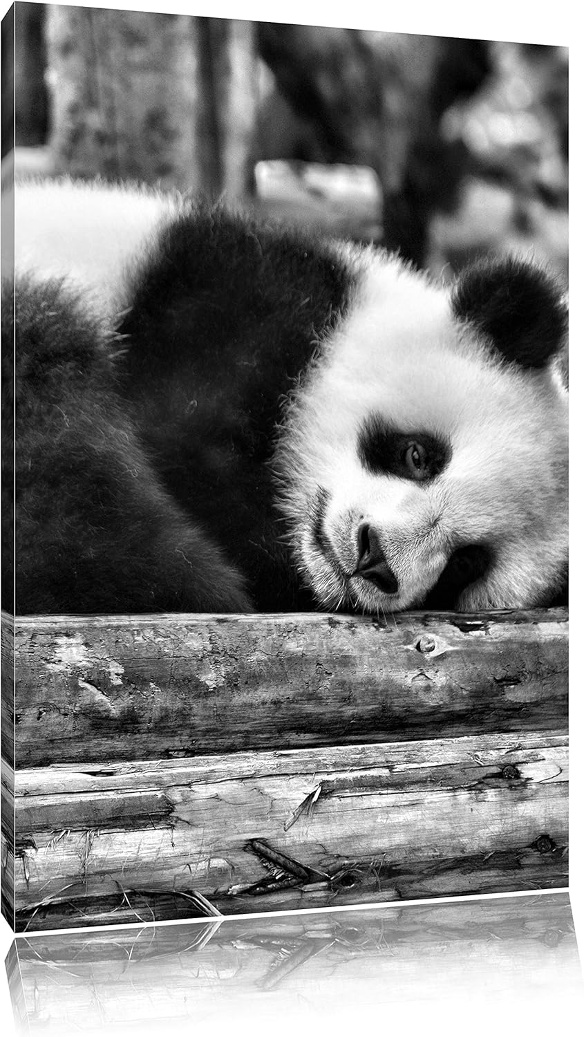 Pixxprint Monocrome, süsser Kleiner Pandabär, Format: 100x70 auf Leinwand, 100x70