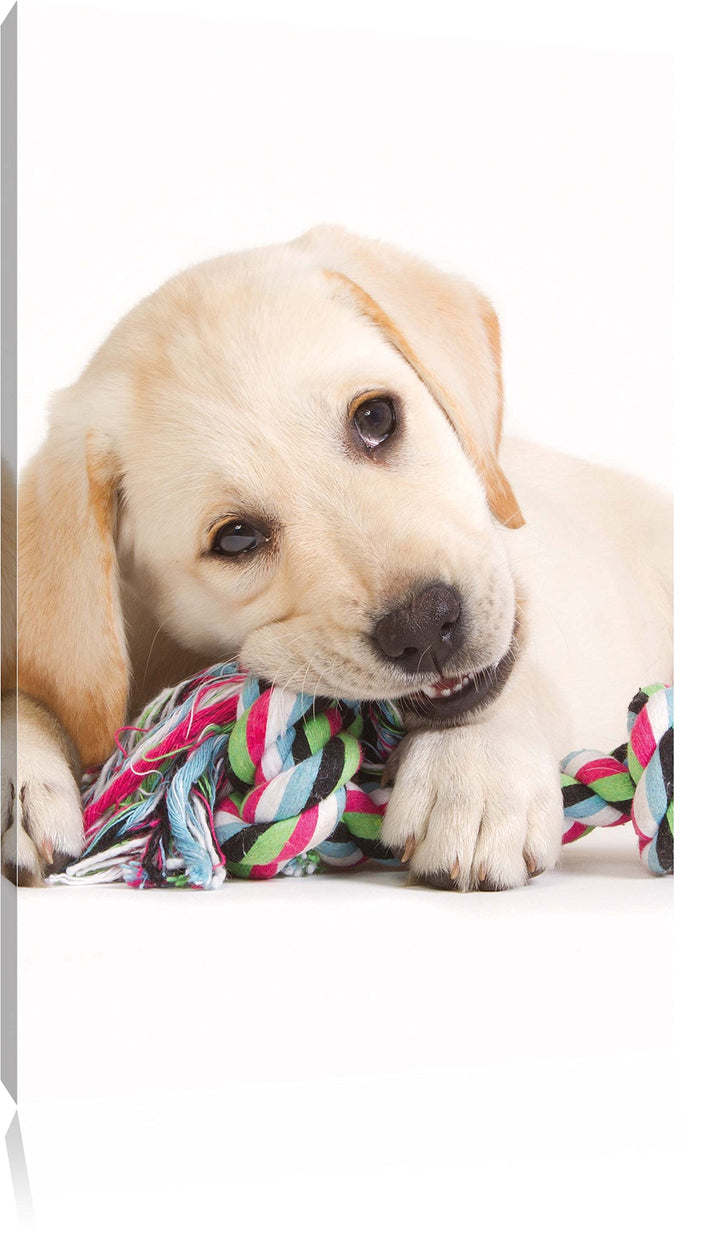 Pixxprint Hundewelpe, Format: 100x70 auf Leinwand, XXL riesige Bilder fertig gerahmt mit Keilrahmen,