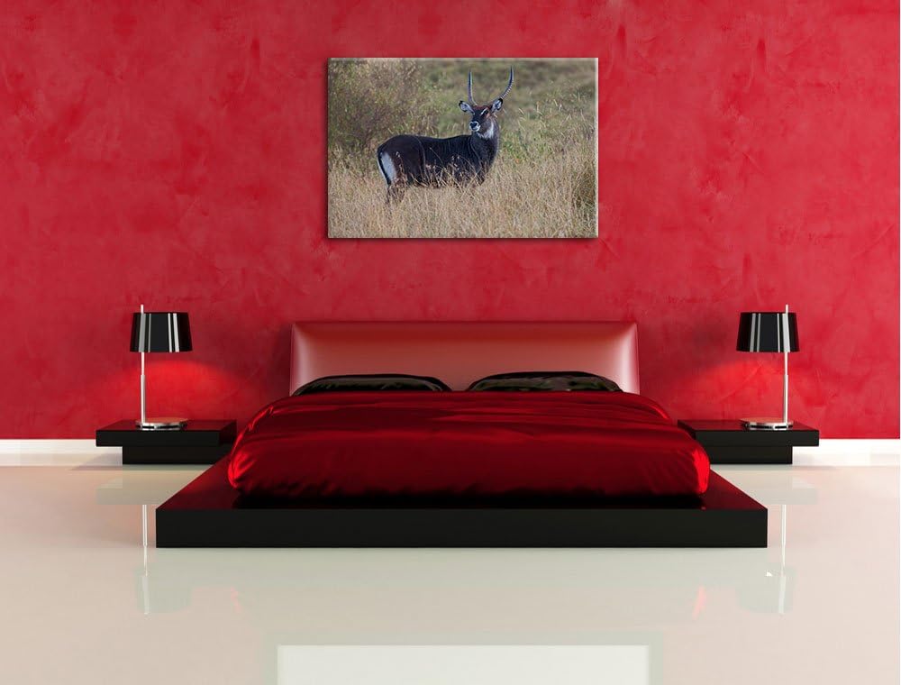 ausgewachsene Dorkasgazelle Leinwand, XXL riesige Bilder fertig gerahmt mit Keilrahmen, Kunstdruck a