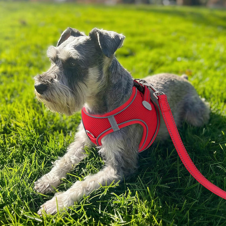 Joytale Hundegeschirr Kleine Hunde, Reflektierend Weich Gepolstert Geschirr, Air-Mesh Brustgeschirr