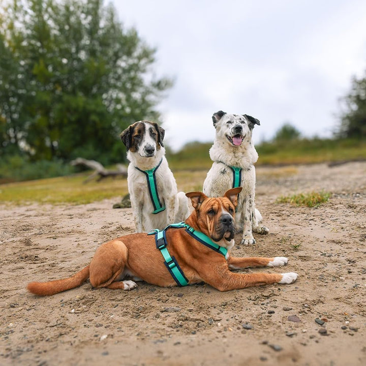 Anny-X Brustgeschirr Fun Ozean | Hundegeschirr Grösse XL (Brustumfang 78-96 cm), XL