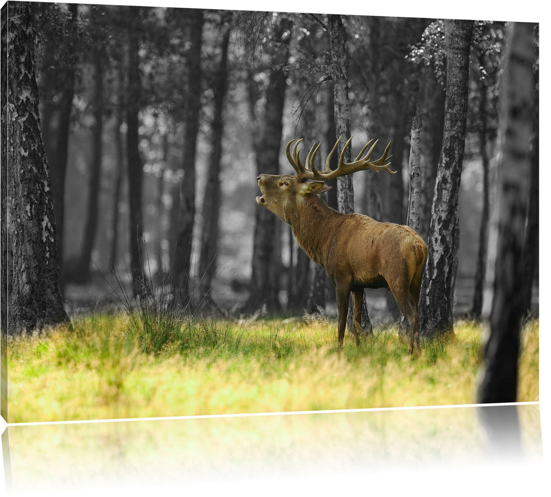 röhrender Hirsch im Wald schwarz/weiss Format: 100x70 auf Leinwand, XXL riesige Bilder fertig gerahm