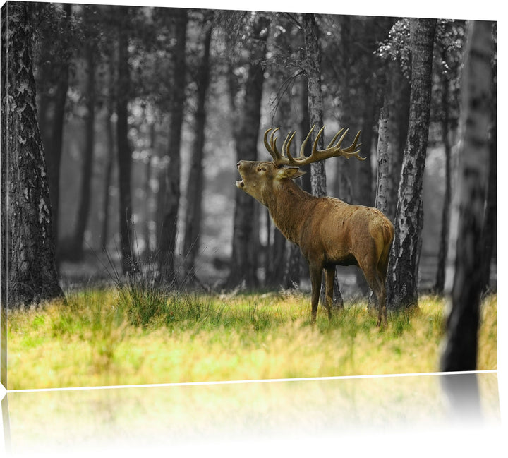 röhrender Hirsch im Wald schwarz/weiss Format: 100x70 auf Leinwand, XXL riesige Bilder fertig gerahm