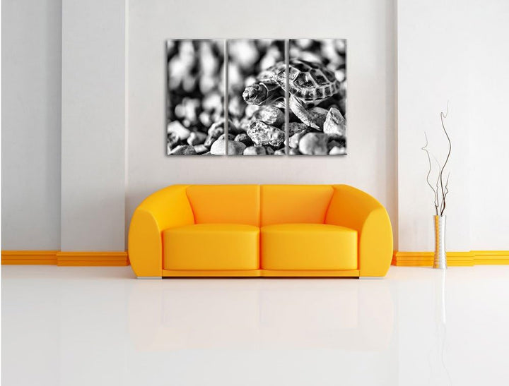 Pixxprint Kleine Schildkröte als Leinwandbild/Grösse: 3 Teilig (120x80) / Wandbild/Kunstdruck/fertig