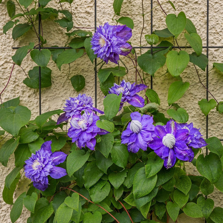 KADAX Rankgitter, Rankhilfe aus Stahl, Wandgitter für Pflanzen, Garten, Balkon, Terrasse, Drahtgitte