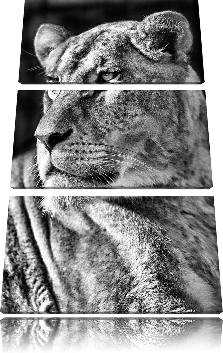 Pixxprint Monocrome, prächtige Löwin 3-Teiler Leinwandbild 120x80 Bild auf Leinwand