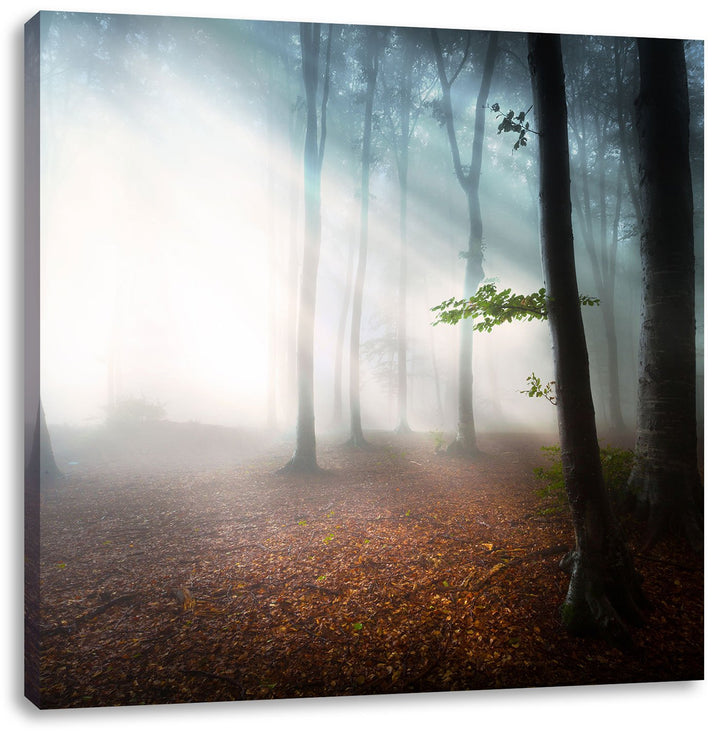 Düsterer Wald im Nebel, Format: 70x70 auf Leinwand, XXL riesige Bilder fertig gerahmt mit Keilrahmen