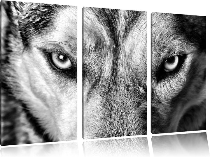 Pixxprint Husky eisblaue Augen als Leinwandbild/Grösse: 3 Teilig (120x80) cm/Wandbild/Kunstdruck/fer