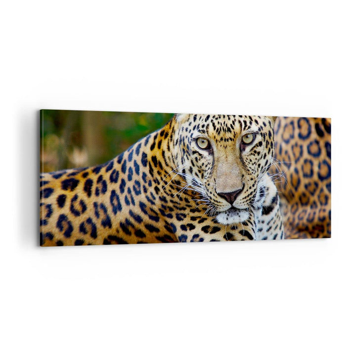 ARTTOR Bilder auf Leinwand 100x40cm Leinwandbild Leopardpanther Katze Tier Savanne Gross Wanddeko Bi