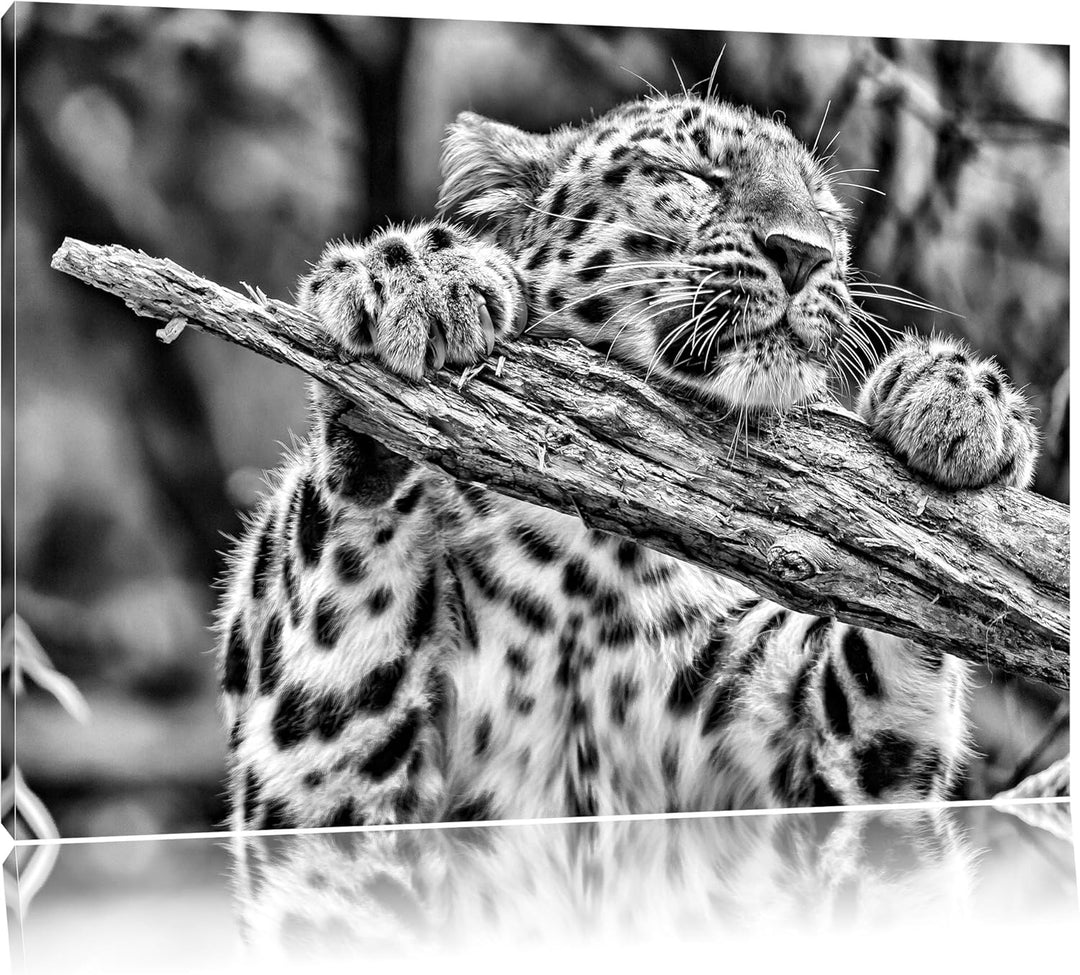 Pixxprint verspielter Leopard / 100x70cm Leinwandbild bespannt auf Holzrahmen/Wandbild Kunstdruck De