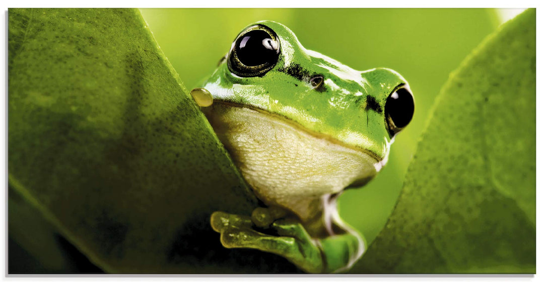 ARTland Glasbilder Wandbild Glas Bild einteilig 60x30 cm Querformat Natur Tiere Frosch Gesicht Laubf