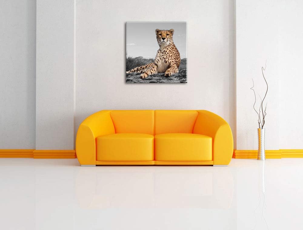 Pixxprint prächtiger Gepard in Savanne als Leinwandbild/Grösse: 70x70 cm/Wandbild/Kunstdruck/fertig