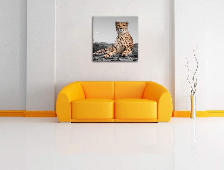 Pixxprint prächtiger Gepard in Savanne als Leinwandbild/Grösse: 70x70 cm/Wandbild/Kunstdruck/fertig