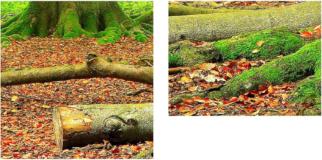 Runa Art Bild Wald Landschaft Wandbilder auf Vlies Leinwand 5 Teilig Wanddekoration Schlafzimmer Woh