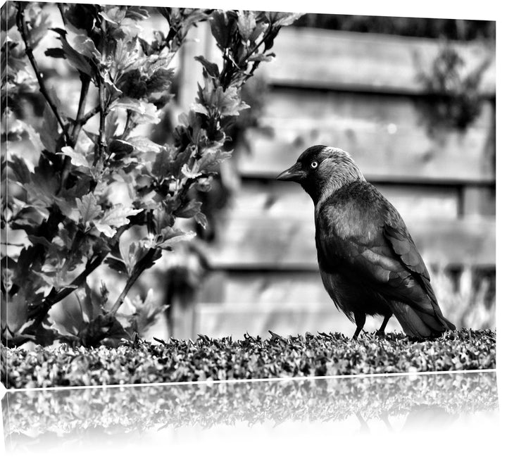 Pixxprint Monocrome, schöner schwarzer Vogel auf Gartenwiese, Format: 100x70 auf Leinwand, XXL riesi