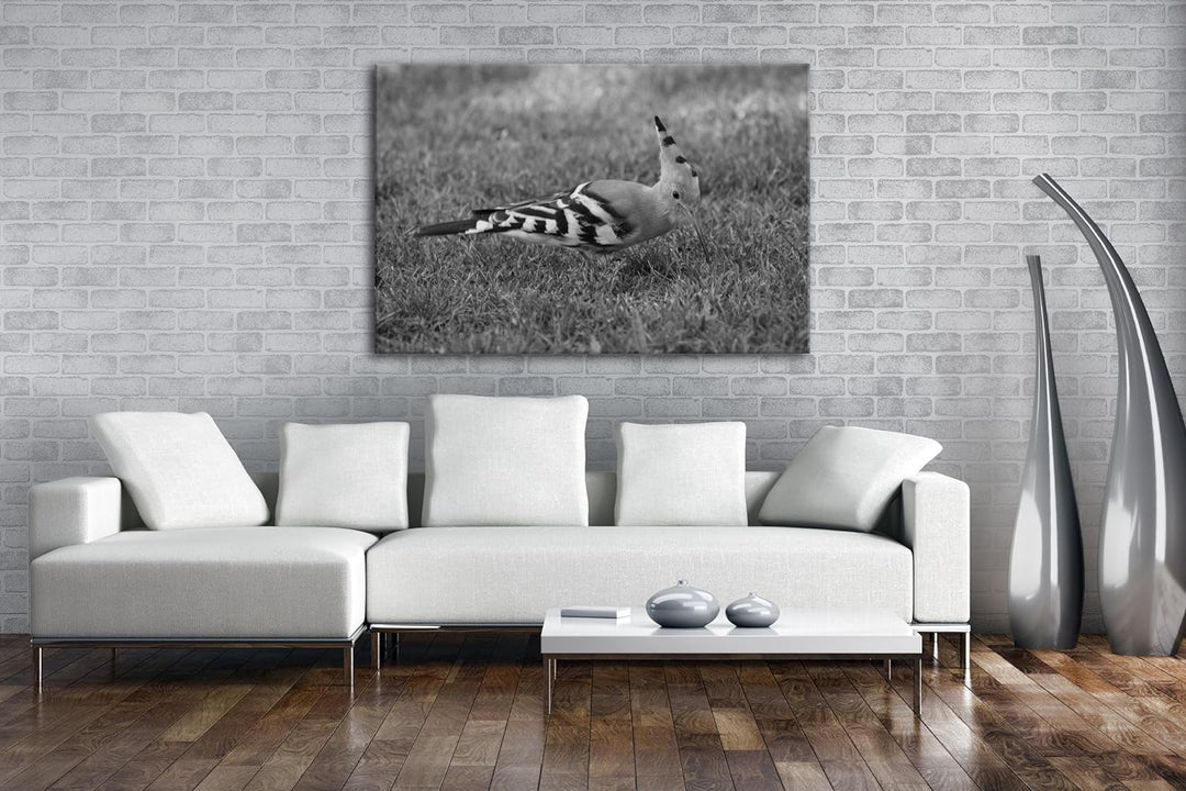 exotischer Wiedehopf Effekt: Schwarz/Weiss im Format: 100x70 als Leinwandbild, Motiv fertig gerahmt