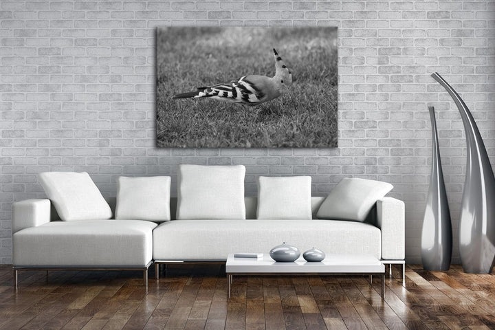 exotischer Wiedehopf Effekt: Schwarz/Weiss im Format: 100x70 als Leinwandbild, Motiv fertig gerahmt