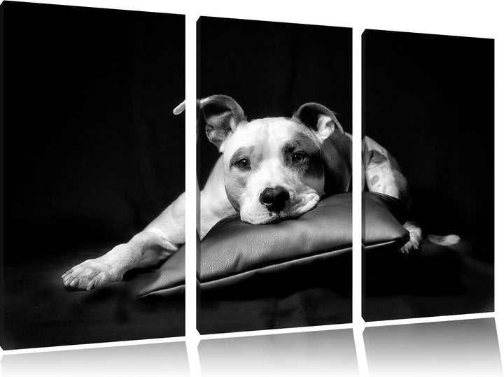 Pixxprint Monocrome, Dark Süsser American Staffordshire 3-Teiler Leinwandbild 120x80 Bild auf Leinwa