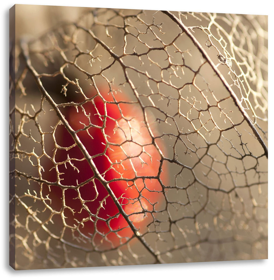 Pixxprint Rote Physalis, Format: 70x70 auf Leinwand, XXL riesige Bilder fertig gerahmt mit Keilrahme
