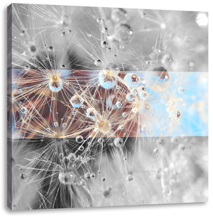 Pixxprint Tropfen an Pusteblume abstrakt schwarz/weiss, Format: 70x70 auf Leinwand, 70x70