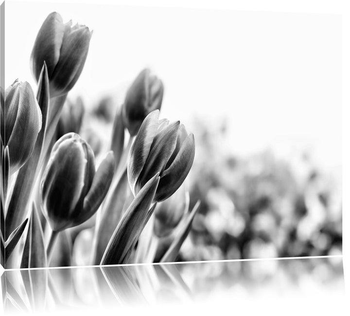 Pixxprint Bunte Tulpenwiese als Leinwandbild | Grösse: 100x70 cm | Wandbild | Kunstdruck | fertig be