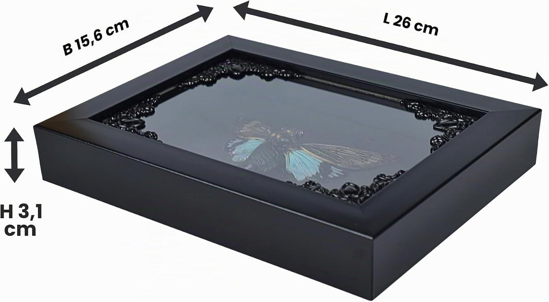 Zikade Blaue Flügel Insekt in Gothic Shadow Box Frame |Gothic Taxidermy | Hexe &amp; Zauberer Dekoration