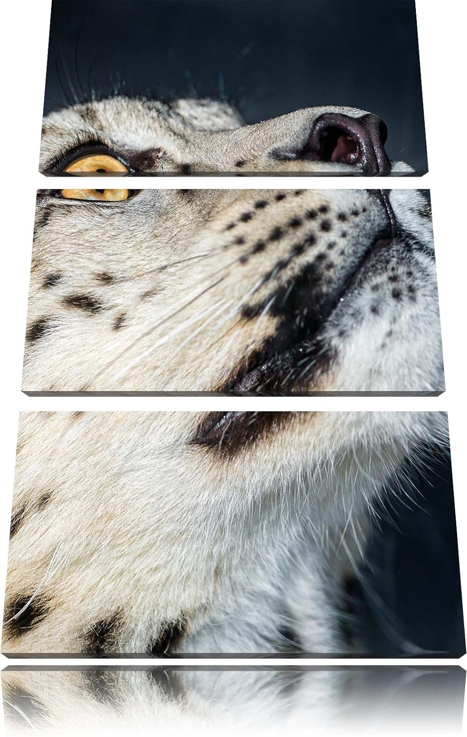 Pixxprint aufschauender Schneeleopard als Leinwandbild - Grösse: 3-Teilig (120x80cm) - Wandbild - Ku