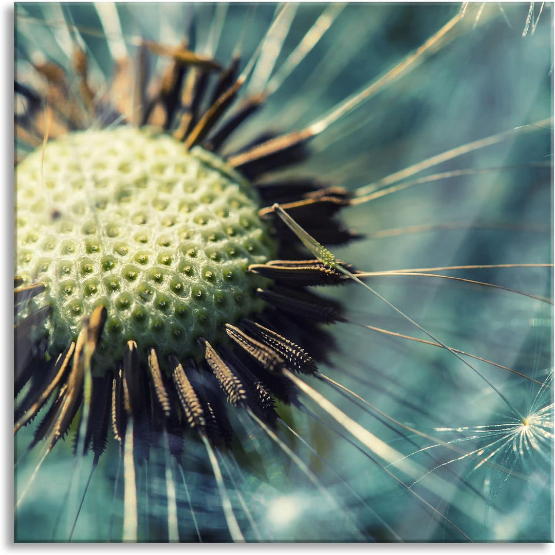 Pixxprint Glasbild | Wandbild auf Echtglas | Pusteblume | 50x50 cm | inkl. Aufhängung und Abstandsha