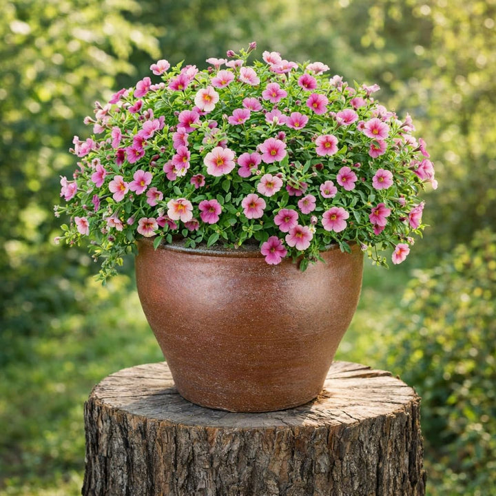 TucanoHamburg Blumentopf, Modell Lotus braun 38x30cm, frostfest