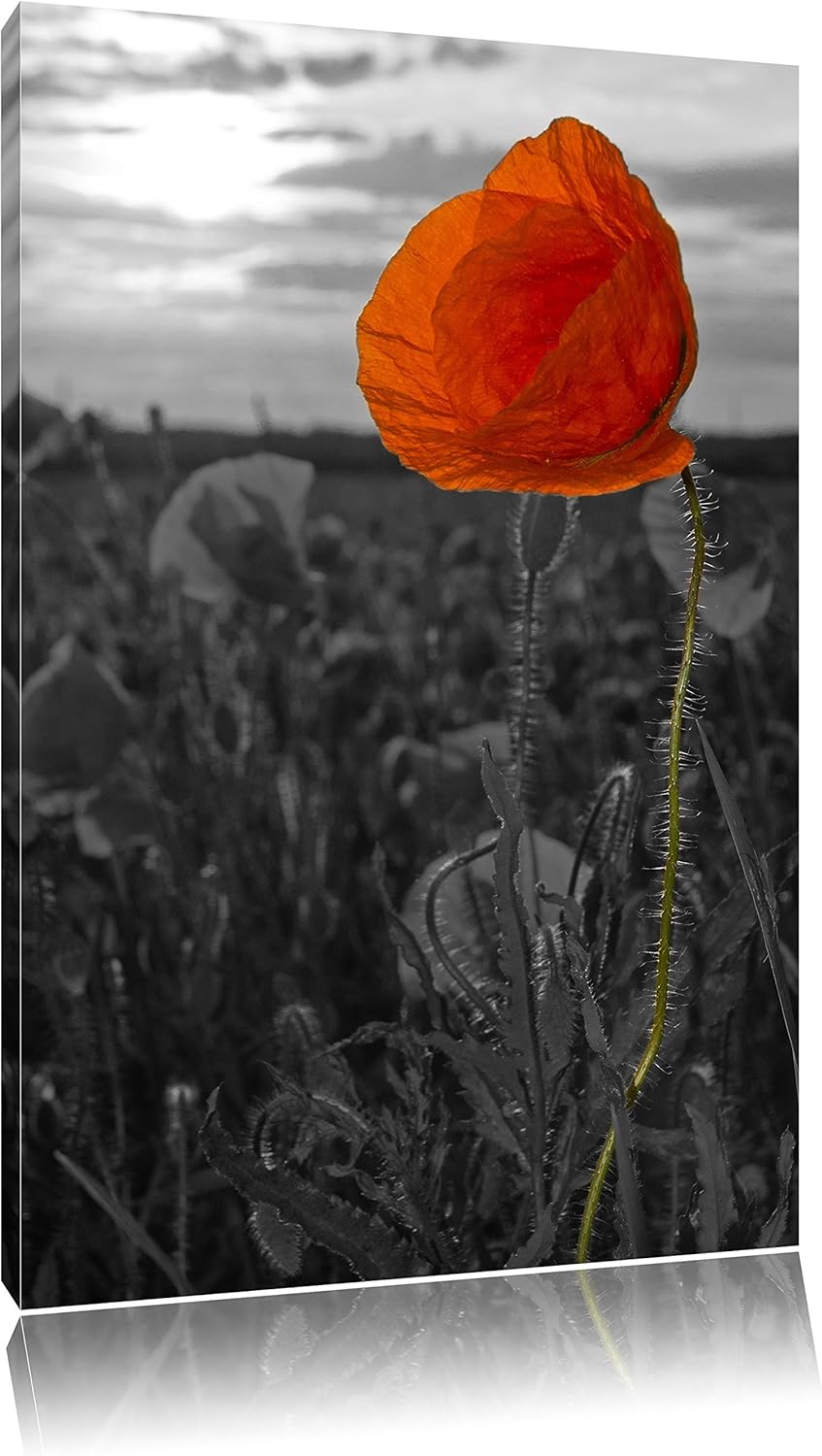 Mohnfeld B&W Detail, Format: 100x70 auf Leinwand, XXL riesige Bilder fertig gerahmt mit Keilrahmen,