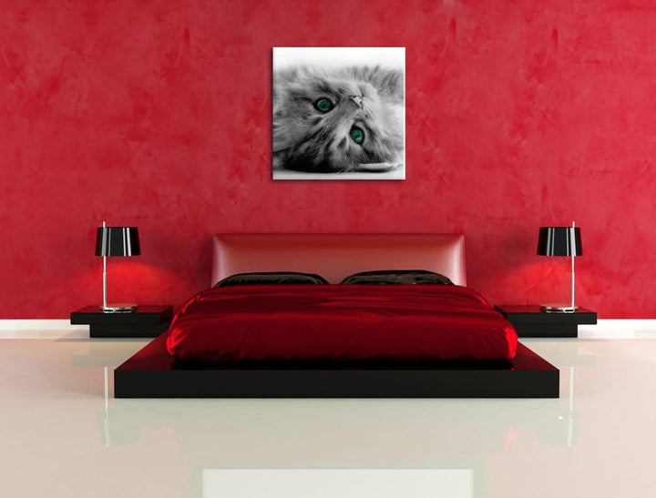 Pixxprint Süsses Katzenbaby Schwarz/Weiss, Format: 70x70 auf Leinwand, 70x70