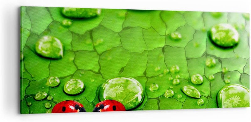 Wandbilder Dekoration Wohnzimmer Marienkäfer Gras Blatt Tropfen Panorama Bilder auf Leinwand 120x50c