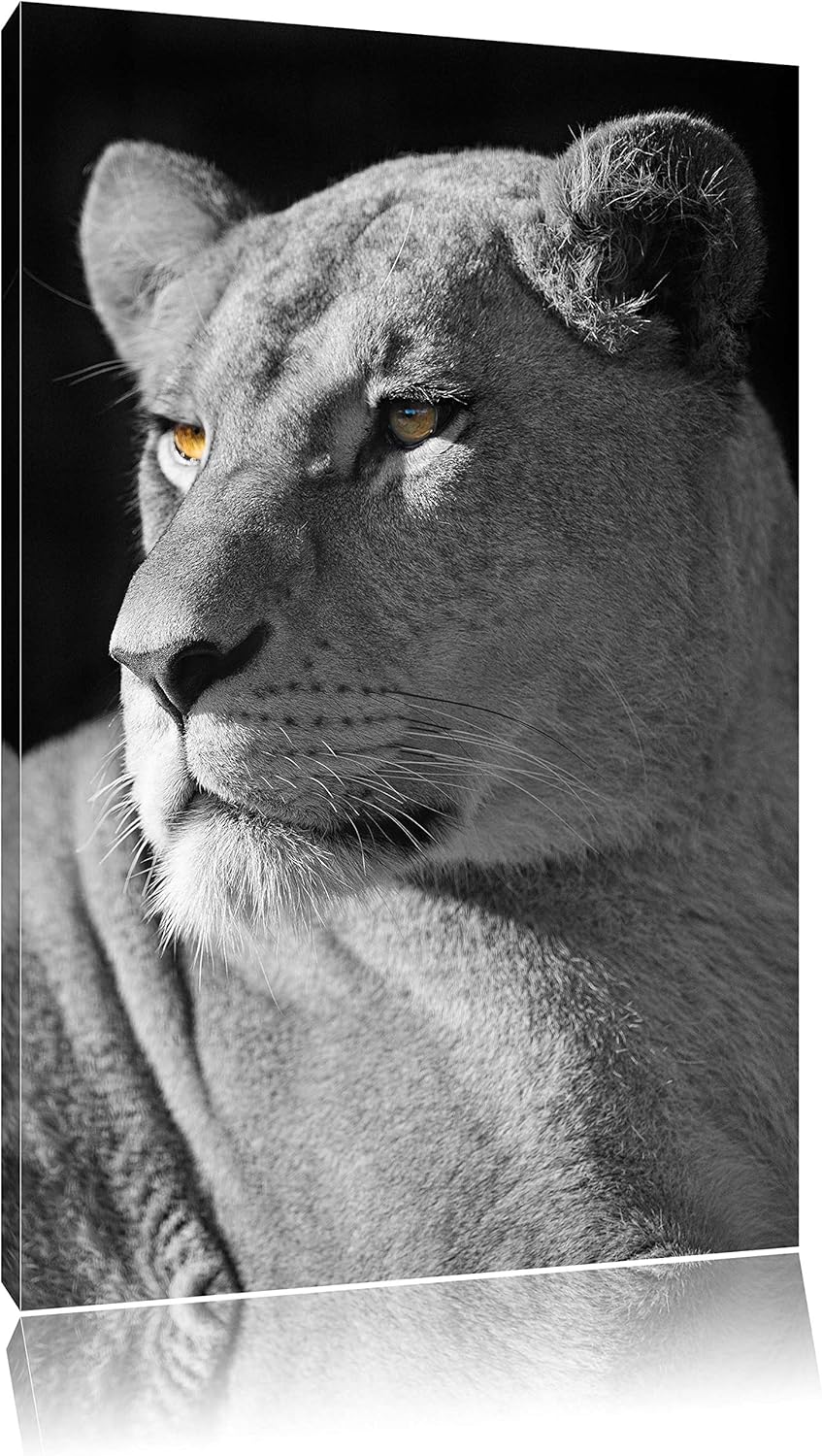 Pixxprint prächtige Löwin schwarz/weiss auf Leinwand, XXL riesige Bilder fertig gerahmt mit Keilrahm