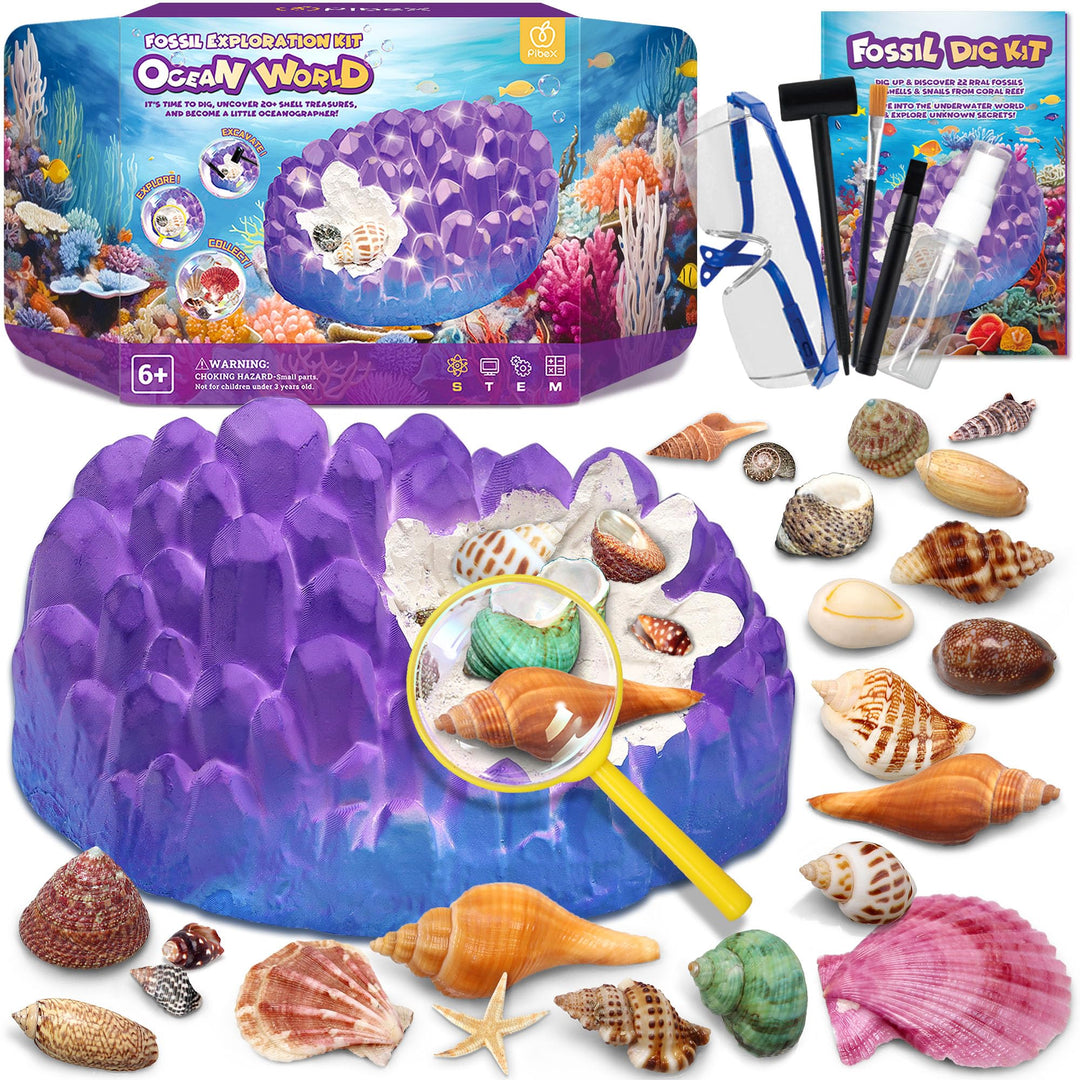 Ocean Fossil Dig Kit, Graben Sie mehr als 20 echte Muscheln und Schnecken aus, lustiges wissenschaft