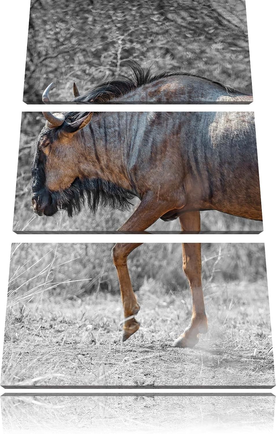 Pixxprint gigantische Kaffernbüffel in der Savanne schwarz/weiss 3-Teiler Leinwandbild 120x80 Bild a