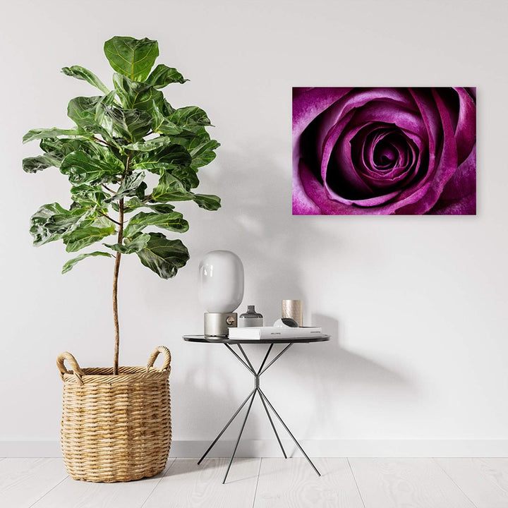 Feeby Bild auf Leinwand Rose Kunstdruck modern Pflanze Violett 80x60 cm M14560 80x60 cm, M14560 80x6