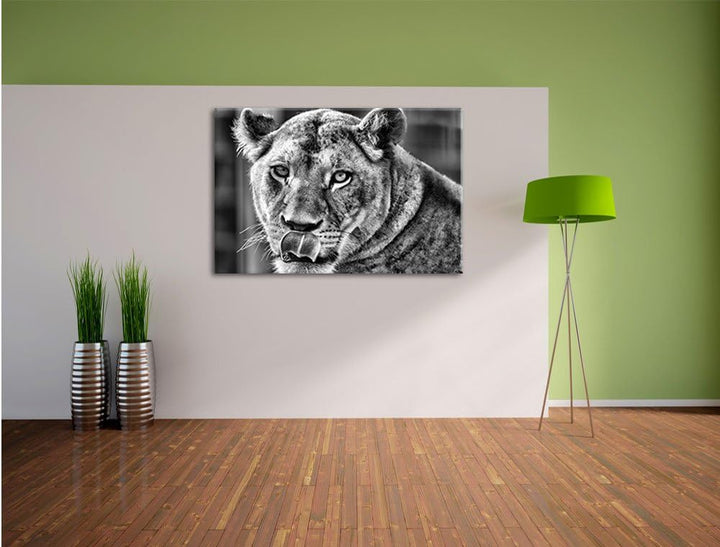 Monocrome, anmutige Löwin, Format: 100x70 auf Leinwand, XXL riesige Bilder fertig gerahmt mit Keilra