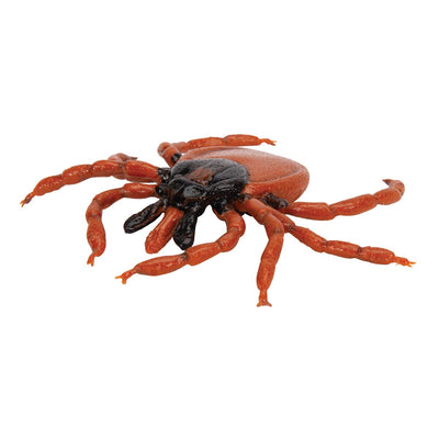 3B Scientific Biologie - Gemeiner Holzbock (Ixodes ricinus), Modell
