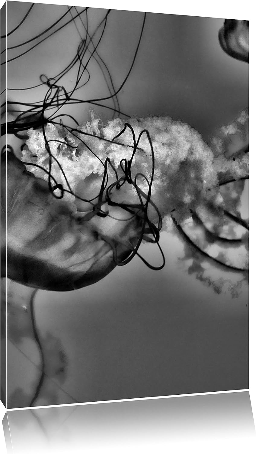 Pixxprint anmutige Qualle im Wasser als Leinwandbild/Grösse: 100x70 / Wandbild/Kunstdruck/fertig bes