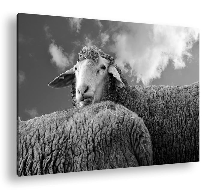 deyoli lustiges Schaf Format:90x60 cm als Leinwandbild, Motiv fertig gerahmt auf Echtholzrahmen, Hoc