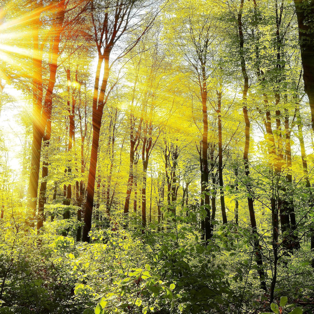 Runa Art Bild Wald Landschaft Wandbilder auf Vlies Leinwand 5 Teilig Wanddekoration Schlafzimmer Woh