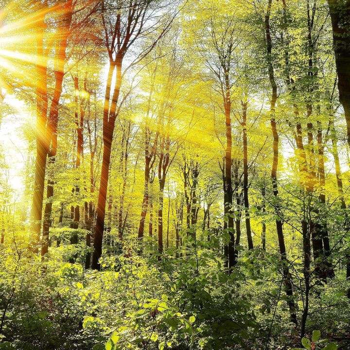 Runa Art Bild Wald Landschaft Wandbilder auf Vlies Leinwand 5 Teilig Wanddekoration Schlafzimmer Woh