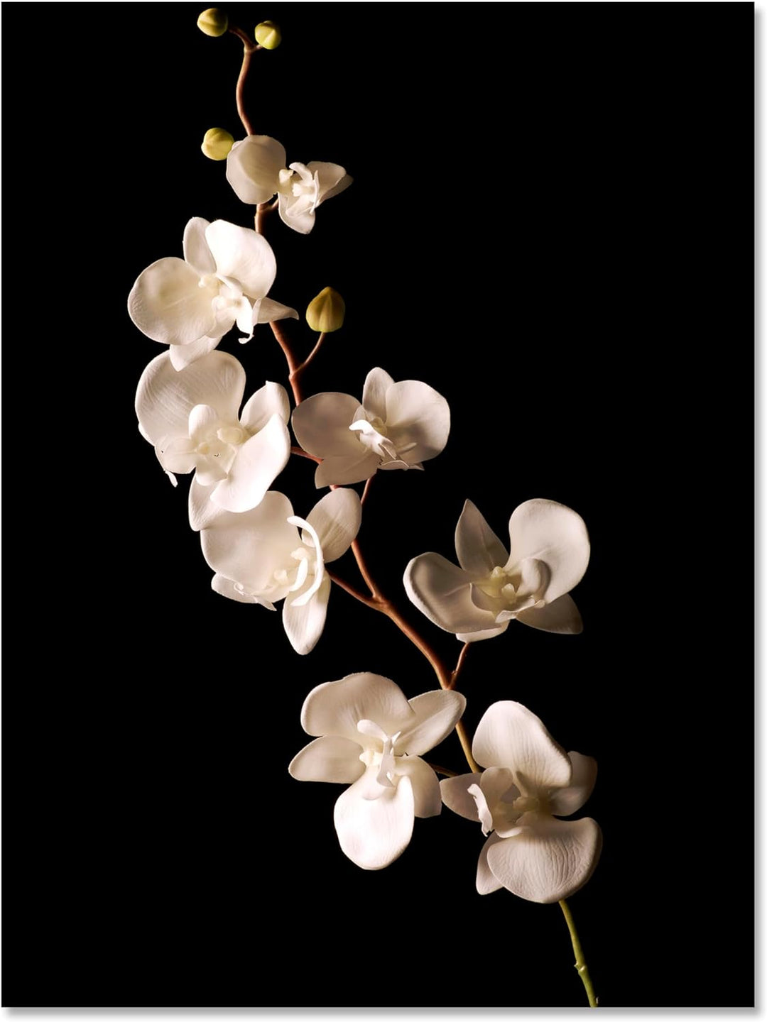 wandmotiv24 Leinwandbild Natur 60x45cm, Hochformat, Blumen, Orchidee, Deko, Bilder auf Leinwand, Wan