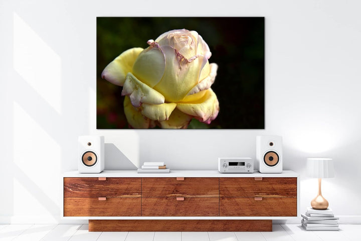 Vergänglichkeit der Natur Format: 80x60 als Leinwandbild, Motiv fertig gerahmt auf Echtholzrahmen, H